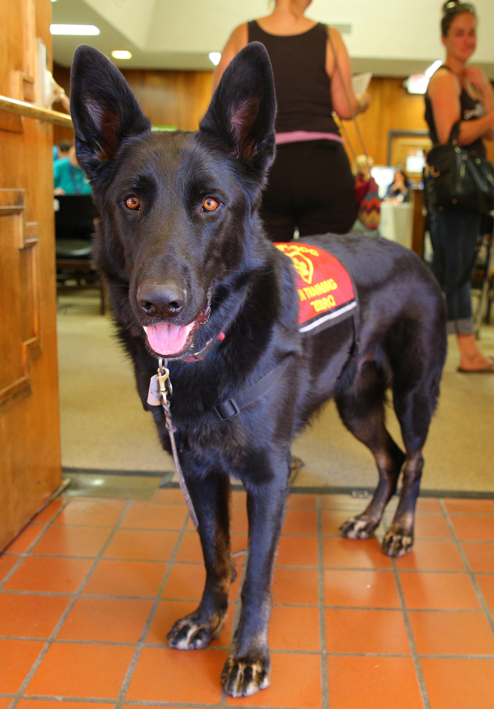 Service Dogs Work To Comfort Disaster Survivors Idaho Firewise