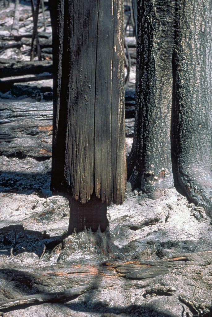 Hazard Tree Idaho Firewise